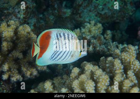 Eritrean butterflyfish (Chaetodon paucifasciatus), House Reef dive site, Mangrove Bay, El Quesir, Red Sea, Egypt Stock Photo