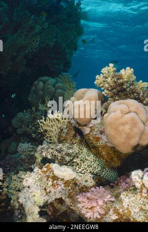 Greasy grouper (Epinephelus tauvina) in front of stony corals, House reef dive site, Mangrove Bay, El Quesir, Red Sea, Egypt Stock Photo