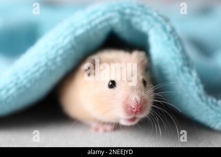 Adorable hamster under soft light blue towel Stock Photo