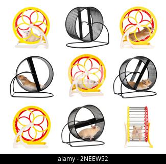 Cute funny hamsters running in wheels on white background, collage Stock Photo