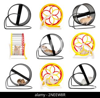 Cute funny hamsters running in wheels on white background, collage Stock Photo