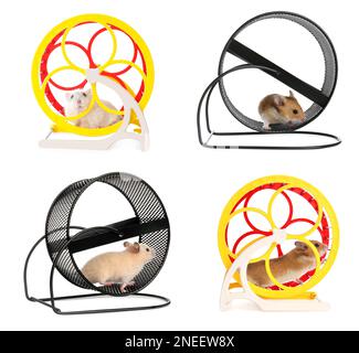 Cute funny hamsters running in wheels on white background, collage Stock Photo