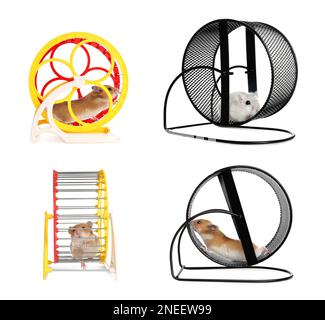 Cute funny hamsters running in wheels on white background, collage Stock Photo