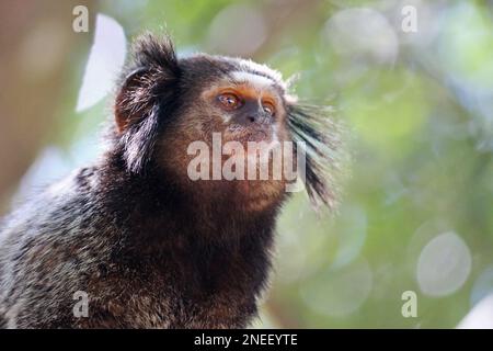 Portrait of a Capuchin Monkey in the middle of nature and is quite familiar with the human being. Stock Photo