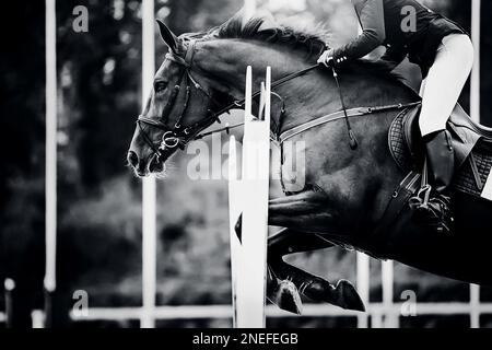 A black and white image of a racehorse with a rider in the saddle, which jumps over a high barrier. Equestrian sports and horse riding Stock Photo