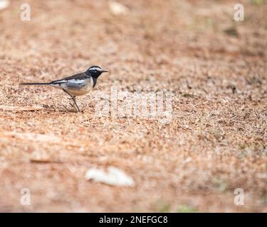 A White Browed wagtail roaming on ground Stock Photo