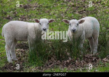 Twin white lambs in a field Stock Photo