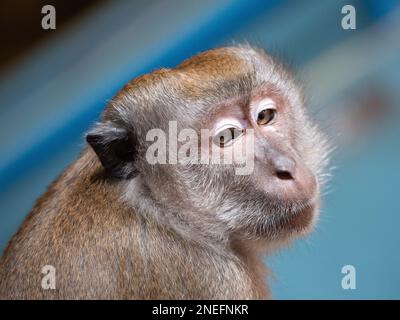 A long-tailed macaque looks into the camera at Batu Caves. Stock Photo