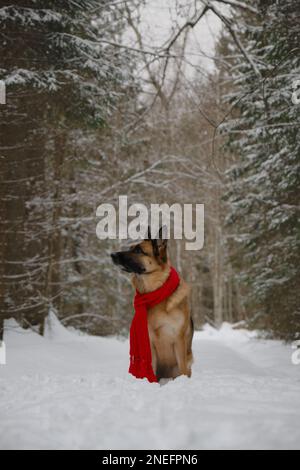Concept of pet looks like person. Dog wrapped in warm red knitted scarf, sitting in snow in park. German Shepherd on walk. Taking care of pets in wint Stock Photo