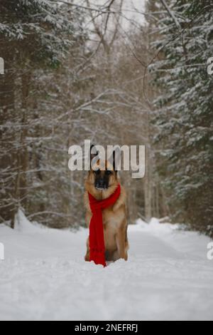 Concept of pet looks like person. Dog wrapped in warm red knitted scarf, sitting in snow in park. German Shepherd on walk. Taking care of pets in wint Stock Photo