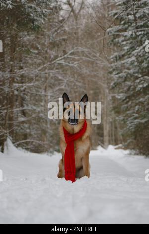 Concept of pet looks like person. Dog wrapped in warm red knitted scarf, sitting in snow in park. German Shepherd on walk. Taking care of pets in wint Stock Photo