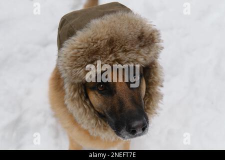 Concept of pet looks like person. Dog wears fluffy hat with earflaps and sits in snow. German Shepherd portrait close up top view. Russian rustic styl Stock Photo Alamy