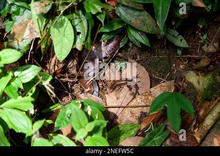 Eutropis multifasciata, commonly known as the East Indian brown mabuya, many-lined sun skink, many-striped skink, common sun skink or (ambiguously) as Stock Photo