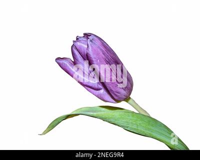 purple tulip isolated on white background Stock Photo