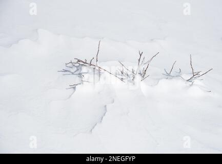 Winter plants blooming through the white fresh snow. Nature background Stock Photo