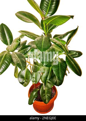 Ficus elastica plant in the pot isolated on white Stock Photo