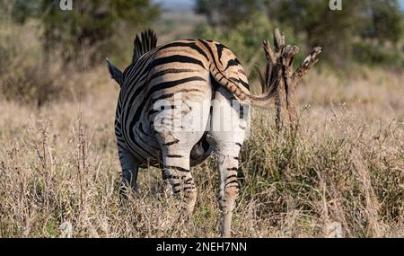 Zebra in the savannah (Kruger National Park, South Africa) Stock Photo