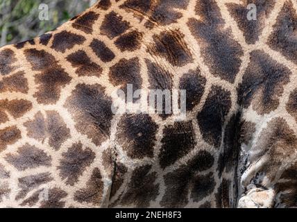 South African Giraffe (Giraffa Giraffa),  close-up shot, at Kruger National Park, South Africa Stock Photo