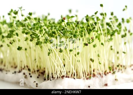 Fresh broccoli sprouts or microgreens growing on cottonwool Stock Photo