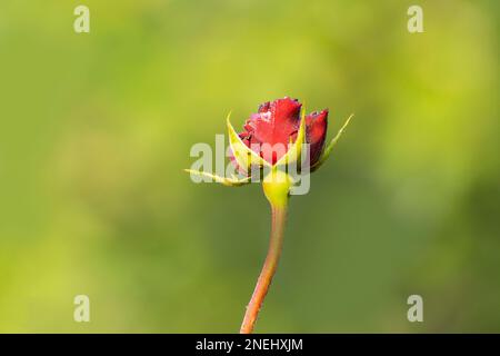 Dew drops on the petals of red rose bud, flower of the woody perennial flowering plant of the genus Rosa , Rosaceae. Winter morning nature flowers Stock Photo