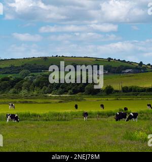 Black and white cows on a hilly meadow under a blue sky with clouds ...