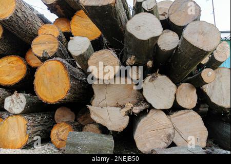 Lviv, Ukraine. 16th Feb, 2023. Logs of uncut wood seen piled. People collect firewood to survive during winter as Russia attacks energy infrastructure. Russia invaded Ukraine on February 24, 2022, triggering the largest military attack in Europe since World War II (Photo by Mykola Tys/SOPA Images/Sipa USA) Credit: Sipa USA/Alamy Live News Stock Photo