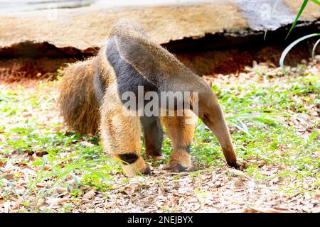Giant anteater (Myrmecophaga tridactyla) typical of central Brazil, cerrado biome. Known as 'flag anteater' Stock Photo