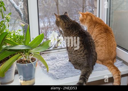 Two cats are sitting on the windowsill and looking at the winter yard. Stock Photo