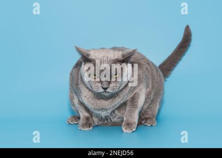 Gray fat cat of the American Burmese breed on a blue background Stock Photo