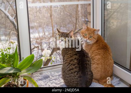 Two cats are sitting on the windowsill and looking at the winter yard. Stock Photo