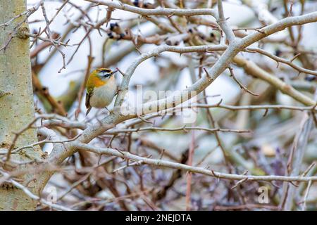 Close up of a Firecrest, Regulus ignicapilla, in natural shrub habitat standing on a branch and foraging for food Stock Photo