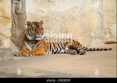 Beautiful Sumatran Tiger lying on the ground, watching his territory and looking for prey. Stock Photo