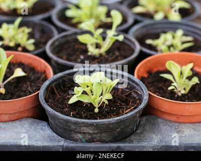 Petunia seedlings in nursery pots. Stock Photo