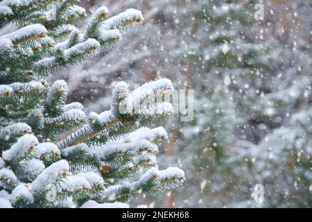 Falling snow flakes winter forest against the background snow covered spruce branches Stock Photo