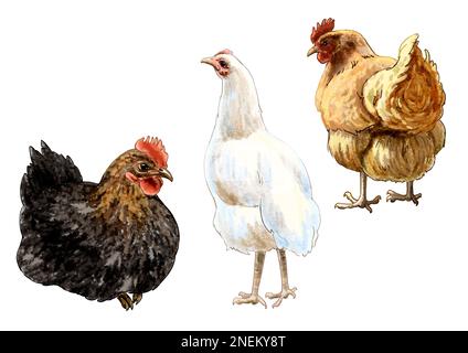 Set of watercolor drawing hens. High quality illustration Stock Photo