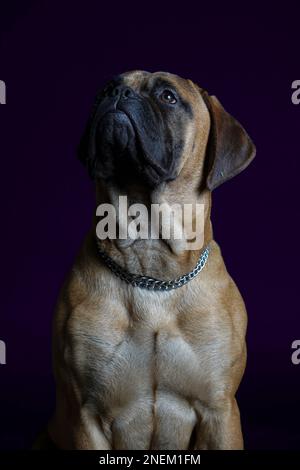 Ozzie - Bullmastiff - Urban Paws UK