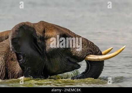 An elephant grazing amongst reeds in deep water with only it's head showing above the water line. Stock Photo