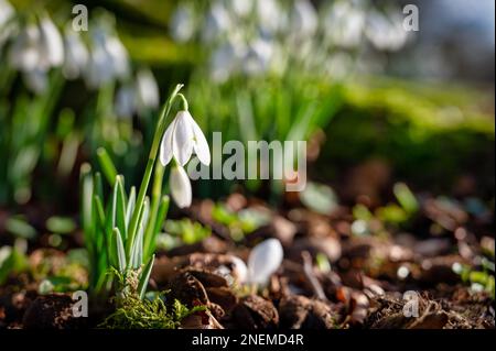 Blossoming snowdrop wild flower in the February sunlight Stock Photo