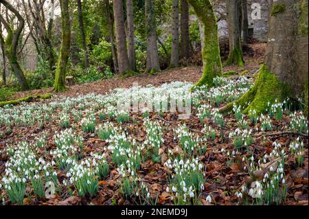 Snowdrop wild flowers at the base of a tree in February Stock Photo
