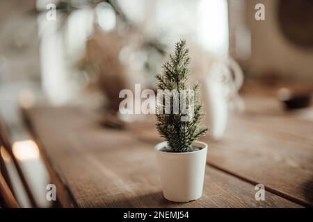 Soft native hues organic shapes look of living room to wood accents in neutrals tones. Green palm plants beige walls and niches different sizes minima Stock Photo