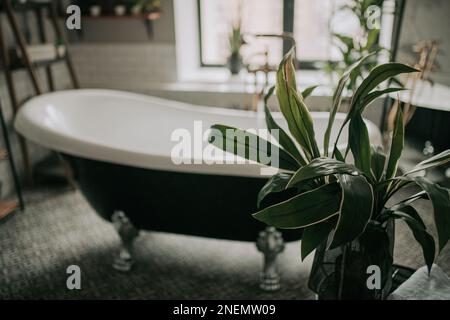 Native hues organic shapes look of bathroom with big window oval bathtub in neutrals earth tones. Green palm plants candles bubblebath leasure and rel Stock Photo