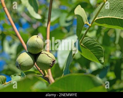 Green walnuts, Juglans regia, close-up Stock Photo