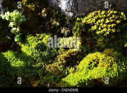 Various types of moss and succulents growing on stones Stock Photo