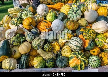 Different ornamental gourds pumpkins with yellow orange and green color lying on a wooden table for sale at a farm in october Stock Photo