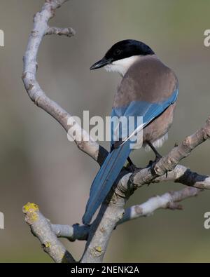 Iberian or Azure-Winged Magpie (Cyanopica cyanus) in the Algarve, Portugal. Iberian or Azure-Winged Magpie (Cyanopica cyanus) in the Algarve, Portugal.