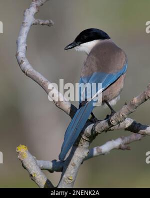 Iberian or Azure-Winged Magpie (Cyanopica cyanus) in the Algarve, Portugal. Stock Photo