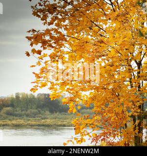 Autumn landscape, yellowed maple on the river bank against the background of a gloomy gray autumn sky Stock Photo