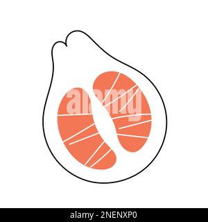 Pomelo fruit with sliced in halves. illustration isolated on white background Stock Vector
