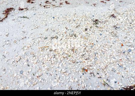 Above view looking down on many sea shells on white sand by seaweed in Barefoot beach in Bonita Springs of Southwest Florida near Naples Stock Photo