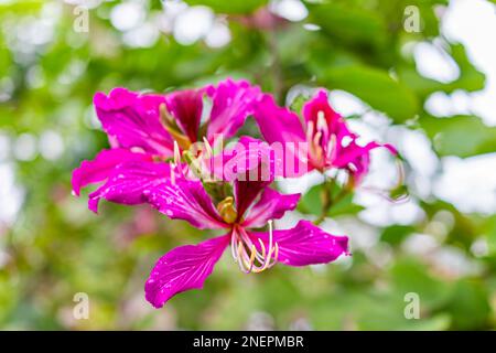 Hong Kong orchid tree flowers as Bauhinia blakeana hybrid vibrant vivid pink purple plant with green leaves foliage bokeh background blooming in south Stock Photo